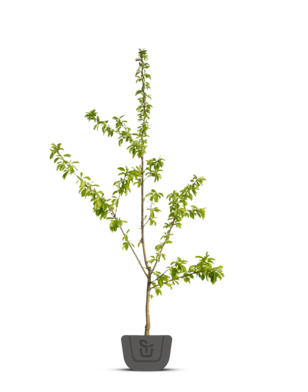 Kersenboom | Prunus avium Merchant