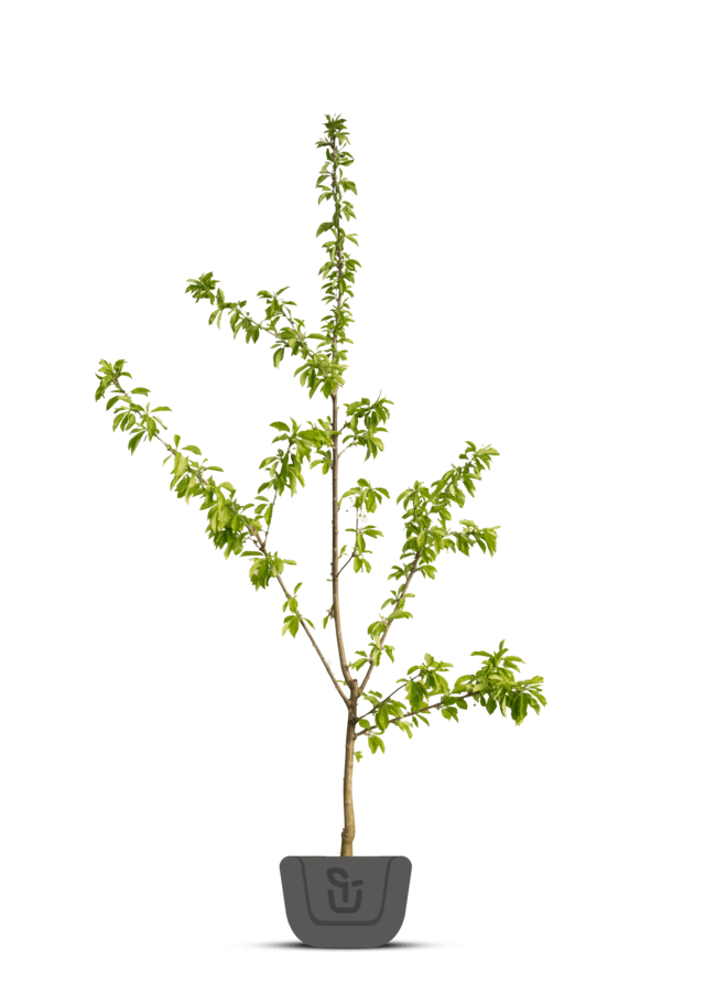 Kersenboom | Prunus avium Lapins