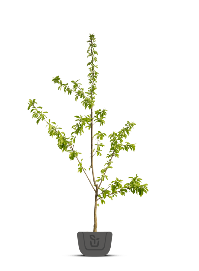 Kersenboom | Prunus avium Inspecteur Lohnis