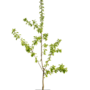 Kersenboom | Prunus avium Hedelfinger