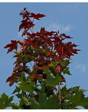 Esdoorn | Acer platanoides Fairview