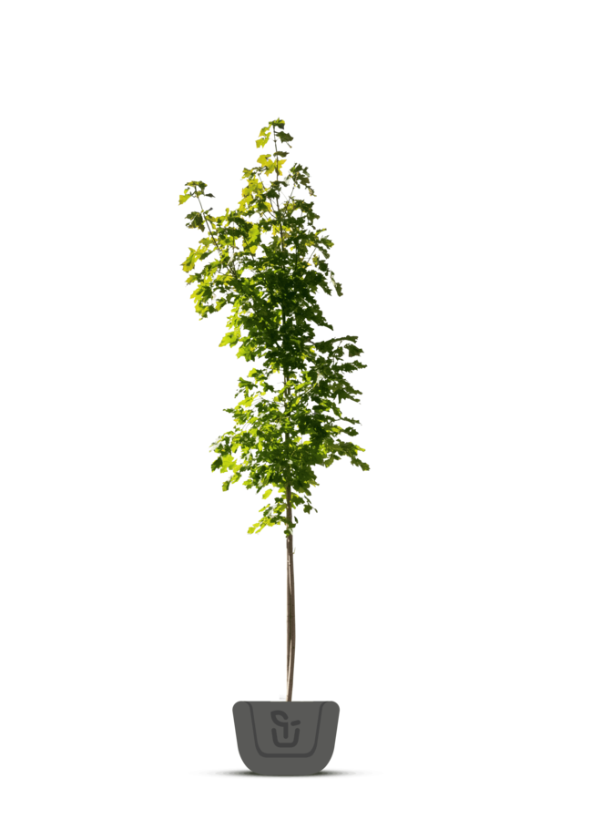 Esdoorn |  Acer plat. Farlake's Green