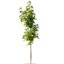 Esdoorn | Acer platanoides Farlake's Green