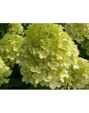 Hortensia | Hydrangea paniculata Little lime