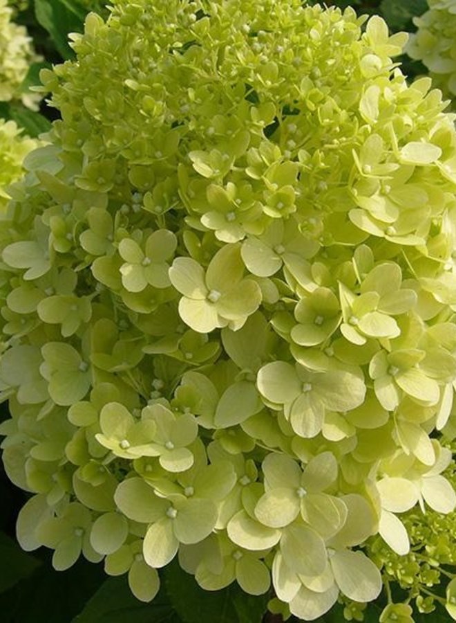 Hortensia | Hydrangea paniculata Little lime