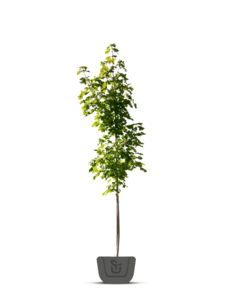 Esdoorn | Acer plat. Cleveland