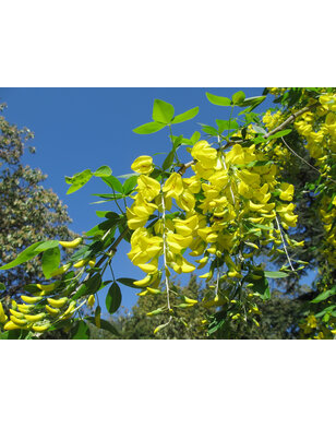 Gouden regen | Laburnum watereri Vossi