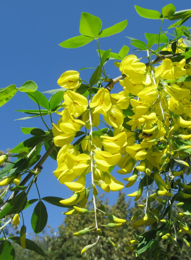 Gouden regen | Laburnum watereri Vossi