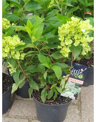 Hortensia | Hydrangea paniculata Little lime