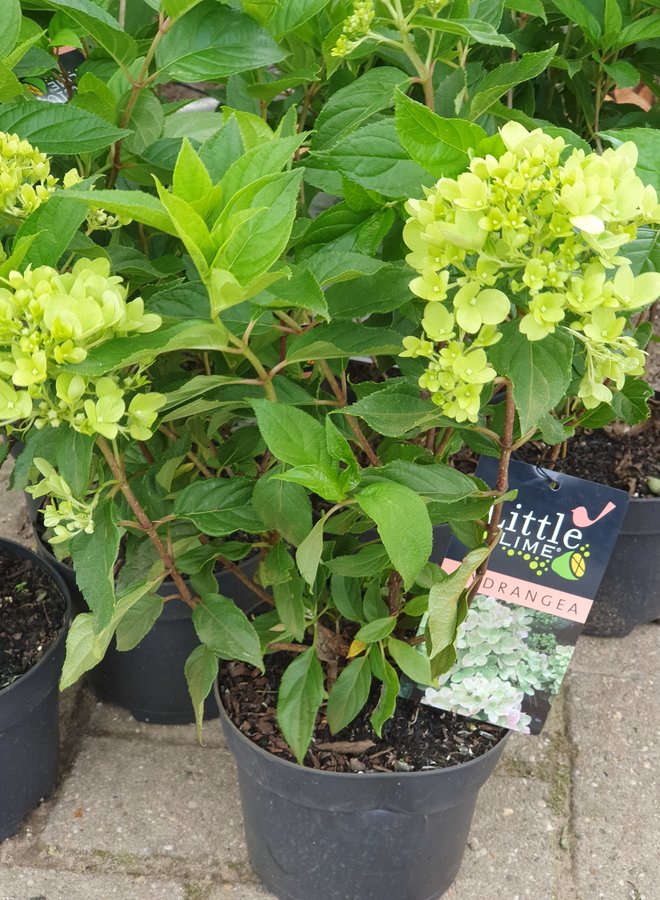 Hortensia | Hydrangea paniculata Little lime