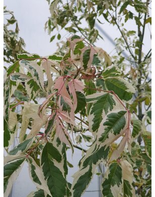 Bonte vederesdoorn | Acer negundo 'Flamingo'
