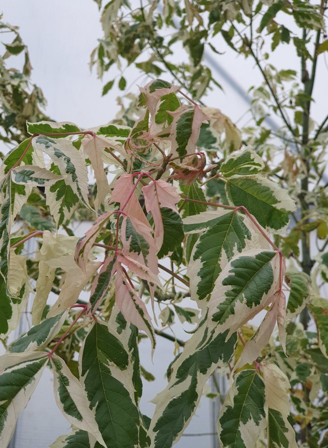 Bonte vederesdoorn | Acer negundo 'Flamingo'