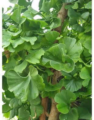 Japanse notenboom | Ginkgo biloba Mariken