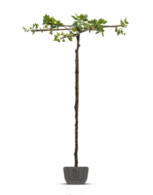 Dakplataan | Platanus hispanica