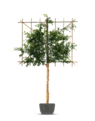 Leibeuk groen | Fagus sylvatica