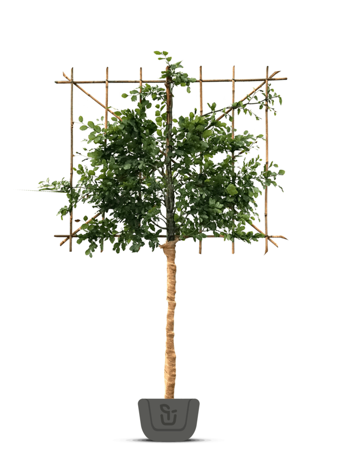 Leibeuk groen als leiboom | Fagus sylvatica