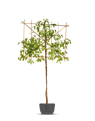 Leimagnolia | Magnolia Kobus