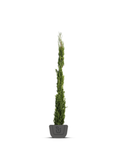 Italiaanse cipres | Cupressus sempervirens