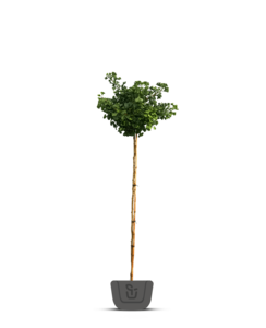 Japanse notenboom | Ginkgo biloba Mariken