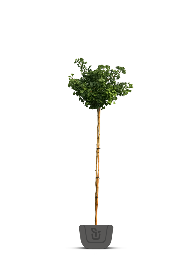Japanse notenboom | Ginkgo biloba Mariken