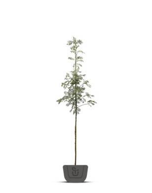 Lijsterbes | Sorbus Dodong