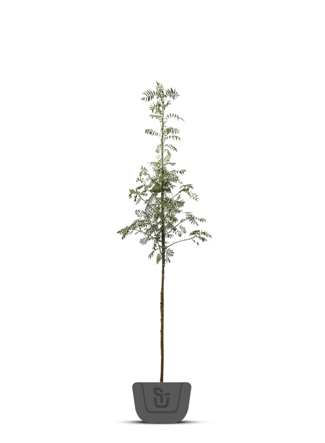 Lijsterbes | Sorbus Dodong