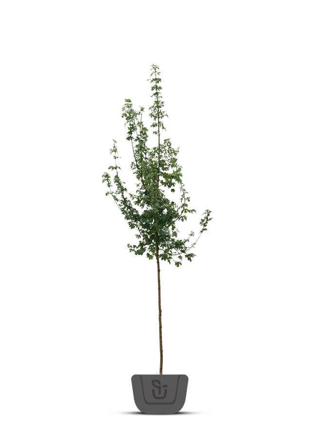 Veldesdoorn | Acer campestre