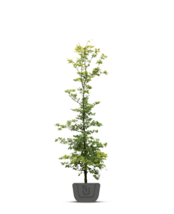 Groene Beuk | Fagus sylvatica