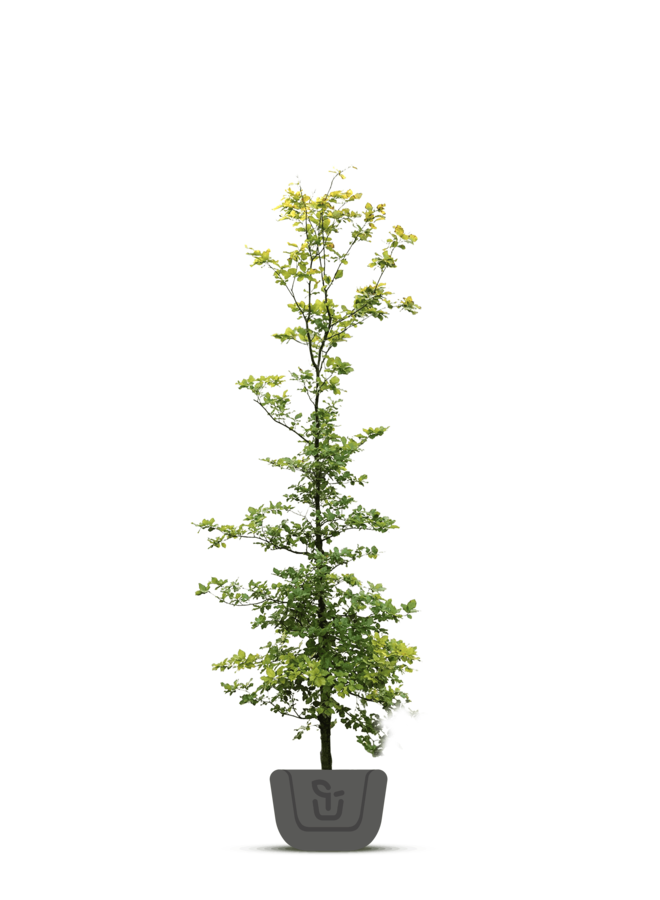 Groene Beuk | Fagus sylvatica