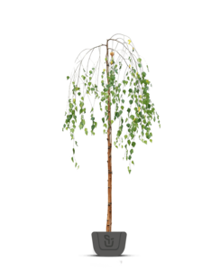 Treurberk | Betula pendula Younghii
