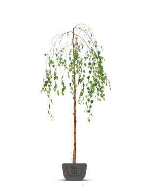 Treurberk | Betula pendula Younghii