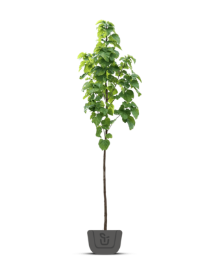 Trompetboom | Catalpa bignonioides