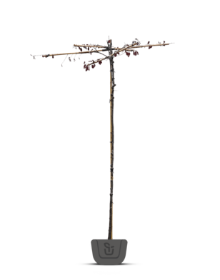 Daksierpruim | Prunus cerasifera Nigra