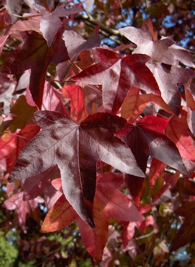 Amberboom als dakboom |  Liquidambar styraciflua
