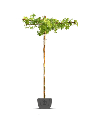 Amberboom als dakboom |  Liquidambar styraciflua