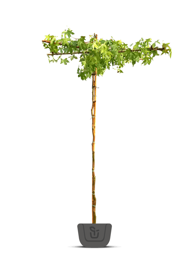 Amberboom als dakboom |  Liquidambar styraciflua