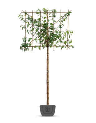 Japanse leisierkers | Prunus ser. Kanzan | leiboom