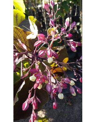 Pindakaasboom | Clerodendrum Trichotomum