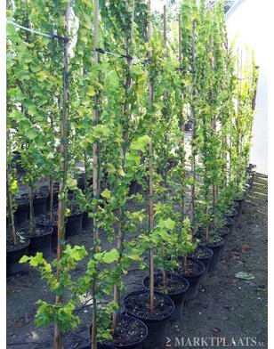 Goudiep | Ulmus hollandica Wredei | zuilboom