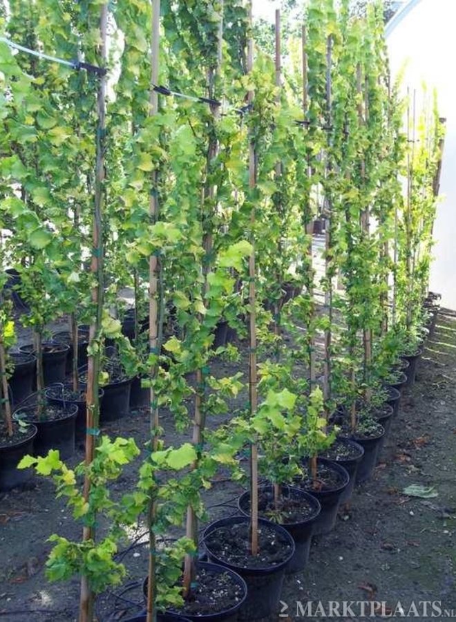 Goudiep | Ulmus hollandica Wredei | zuilboom
