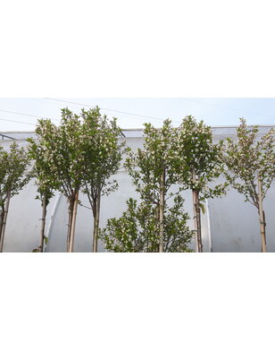 Bolkers | Prunus eminensis Umbraculifera | bolboom