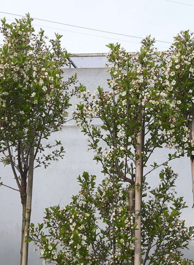 Bolkers | Prunus eminensis Umbraculifera | bolboom