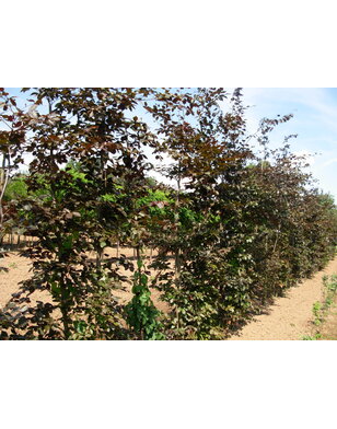 Leibeuk rood | Fagus sylvatica Atropunicea
