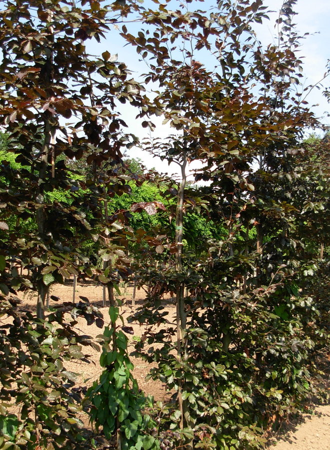 Leibeuk rood | Fagus sylvatica Atropunicea