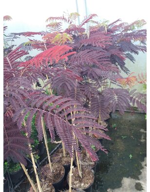 Perzische slaapboom |  Albizia jul. Summer Chocolate