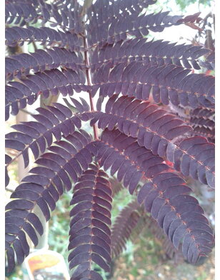 Perzische slaapboom |  Albizia jul. Summer Chocolate