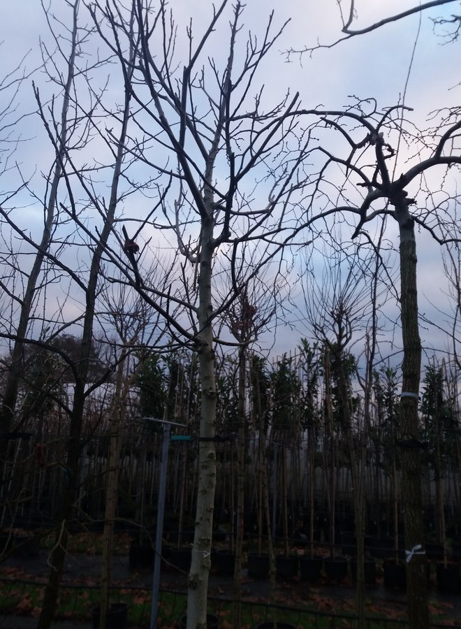 Gewone walnootboom | Juglans Regia