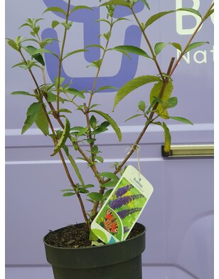 Vlinderstruik |  Buddleja davidii 'Empire Blue'
