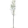Knotwilg | Salix alba