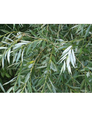 Knotwilg | Salix alba